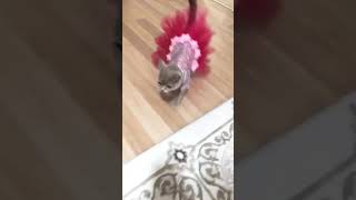 Baba Evinde Prensesler Gibiydi Ama Naneyi Yedi 😆