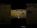 #survival#wolfattack#gaming#rdr2#wildlife#traintracks#shorts#gamer#action#wildrun#danger