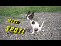 Spot, our Yoga Dog | Pack Origin Story