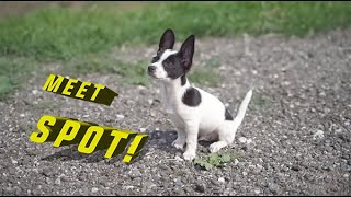 Spot, our Yoga Dog | Pack Origin Story by Cesar Millan 34,409 views 6 months ago 4 minutes, 24 seconds