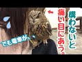 構ってくれないと噛みちぎる！？【cute owl】遊んで欲しいフクロウ