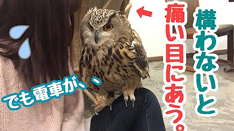 Owl Cafe Hoothoot Youtube