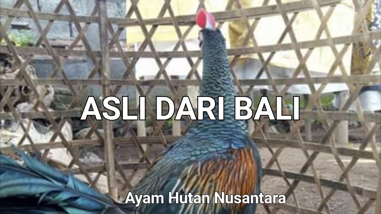 AYAM HUTAN HIJAU ASLI DARI BALI 
