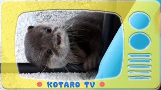 カワウソ コタローの気ままな１日に密着　Kotaro the Otter Easy Going Day