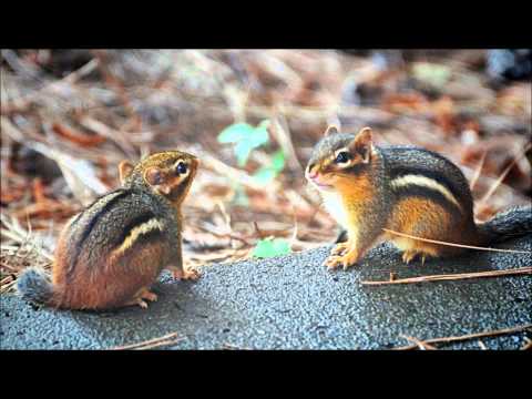 Smodcast Adam & Eve Sex Dice Commercial (Chipmunk Version)