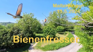 Welcome Bienenfresser 2024 in Malterdingen 11.5.2024 (Subtitles)