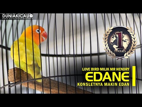 dunia-kicau---edane-konsletnya-makin-edan!