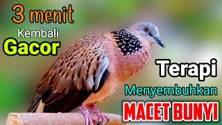 SUARA BURUNG TEKUKUR GACOR merdu Pas untuk Pikat & Pancingan TEKUKUR Terapi Menyembuhkan macet Bunyi