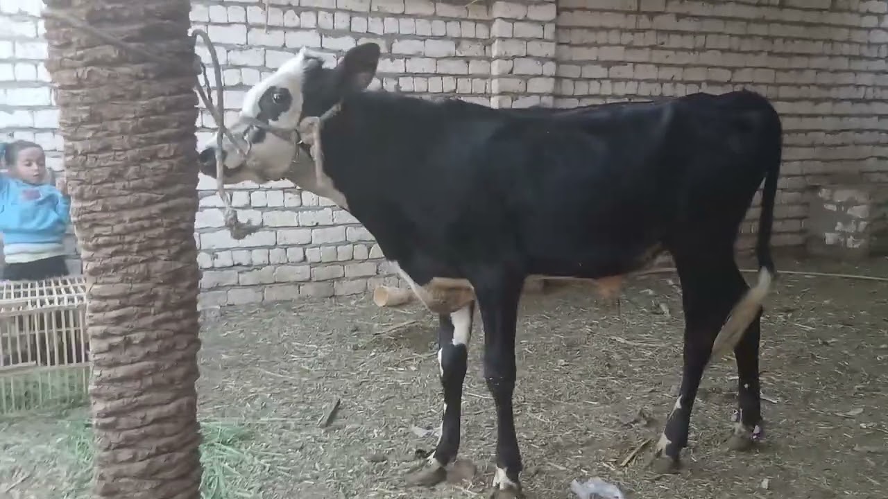 عرض الحلويات عند اخوكم ابو فهد رقم التليفون للتواصل01159896512