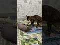 Вечерние игры перед едой #котики