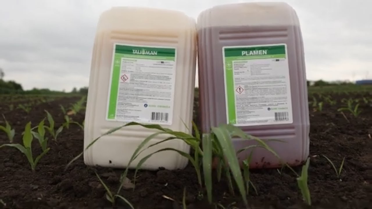 Talisman i Plamen: Zaštita KUKURUZA od korova BEZ PREMCA!