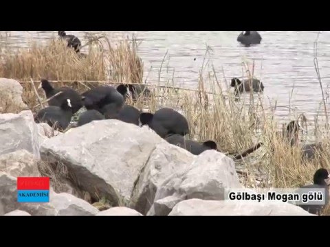Bir Doğa Harikası Gölbaşı Mogan Gölü