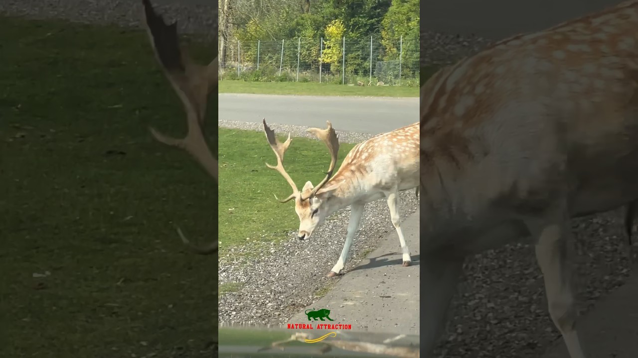 Friendly Fallow Deer 🦌