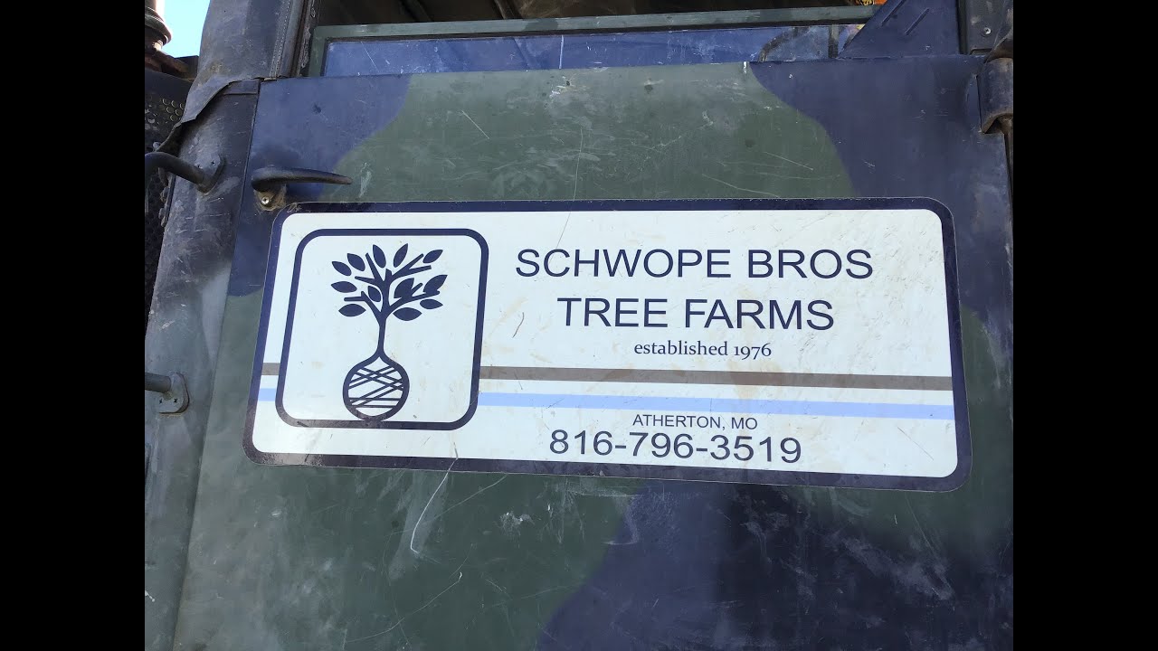 🌳Schwope above ground availability - June 2020