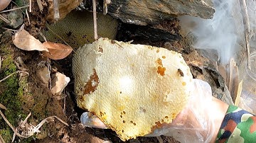 Bí mật hang đá năm nào cũng tràn mật ong Rừng năm nay ra sao! | Ong Rừng Đông Bắc