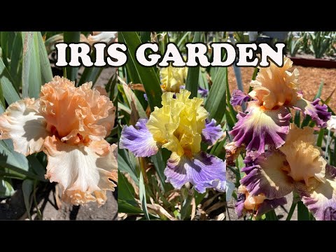 Video: Rode irissen: namen van variëteiten, foto's, teeltkenmerken