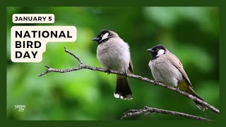 NATIONAL BIRD DAY - January 5