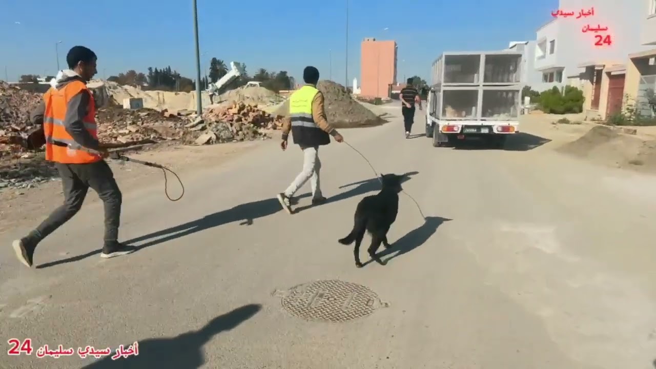 اول مرة بتعليمات من السيد عامل إقليم#سيدي_سليمان  سوف تتم عملية جمع #الكلاب #الضالة تابع