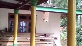 Masteran Burung Pleci Dakun Juara 2017 & Terbaru