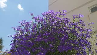 Lobelia Erinus,Lobelia Blue Flowers,Lulet E Lobelia Blu1