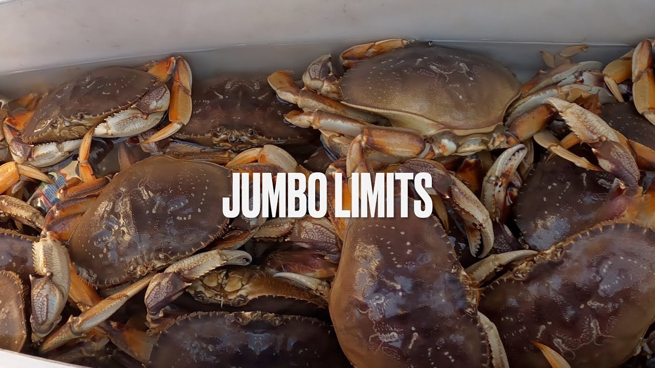 Bodega bay Limits of Crab and Rockfish and More!!! YouTube
