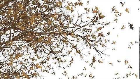 Leaf fall Simulation