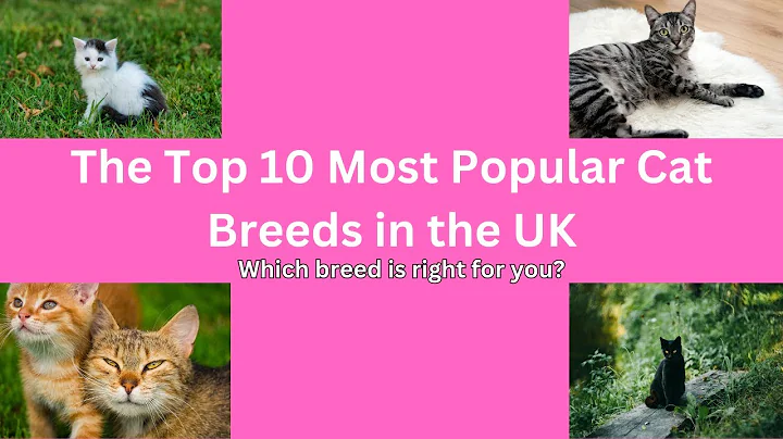 Video 7525191: british cat breeds, popular cat breeds, cat steals, breeds uk, cat lovers