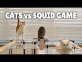 Cats vs Squid Game | Kittisaurus