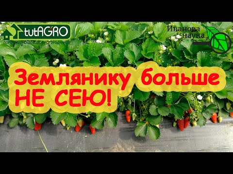 ЗЕМЛЯНИКУ БОЛЬШЕ НА РАССАДУ НЕ СЕЮ. А урожай ОГРОМНЫЙ! Как получить рассаду земляники БЕЗ ПОСЕВА.