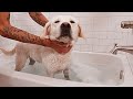 Giving My Labrador A Bath...