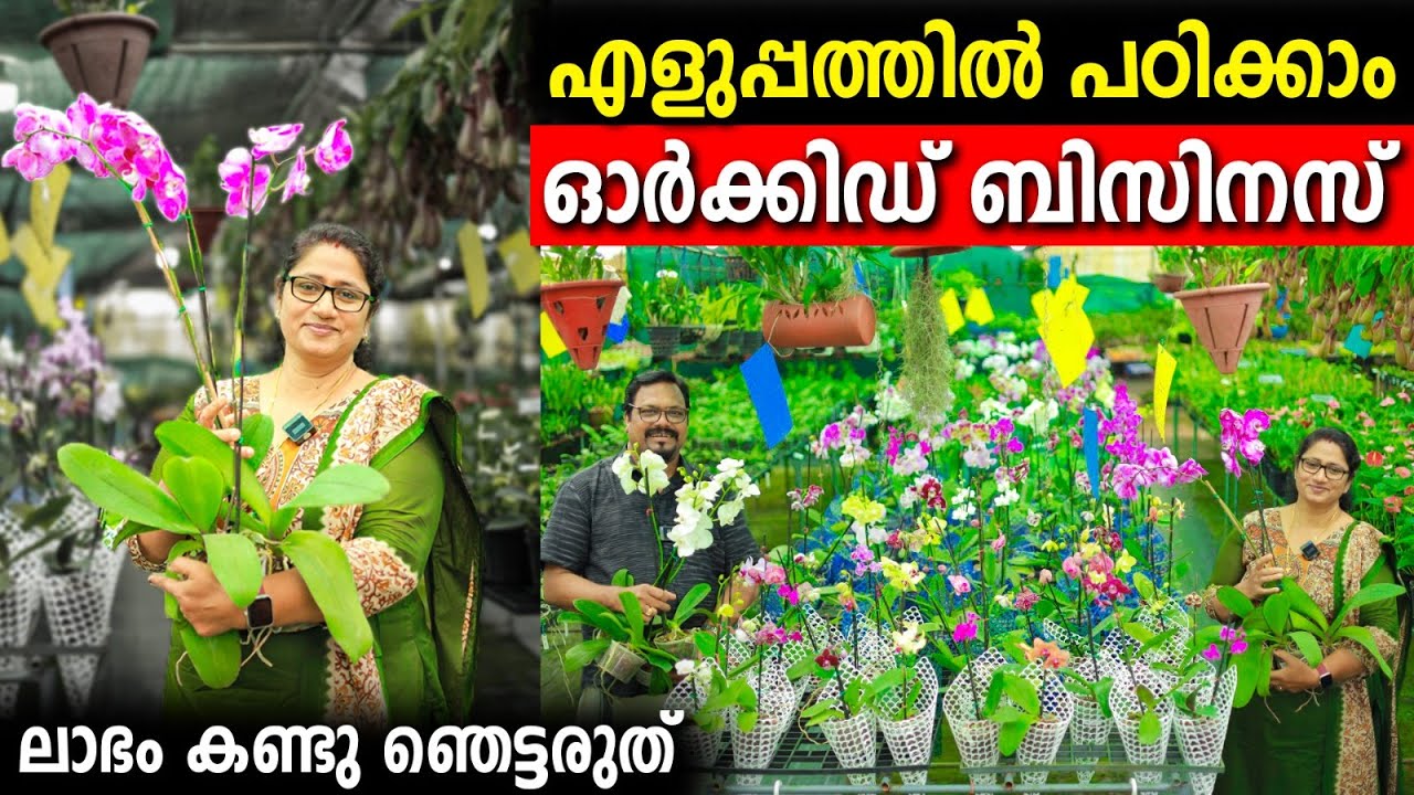 പ്രവാസിയുടെ ഓർക്കിഡ് ബിസിനസ്‌ | എന്തും പൂക്കാനുള്ള സൂത്രപ്പണി | orchid business tips | anna orchids