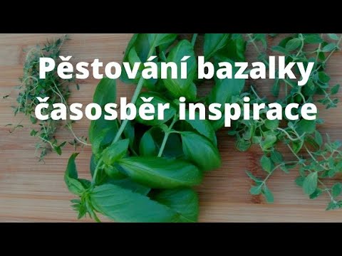 Video: Starostlivosť o rastliny bazalky posvätnej: Ako pestovať bazalku posvätnú v záhrade
