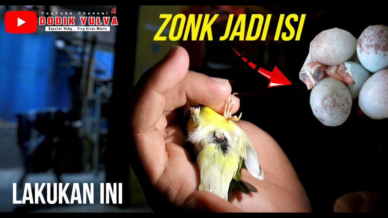 Tindakan Yang Tepat Supaya Telur Kenari kita Tidak  Selalu ZONK..!!