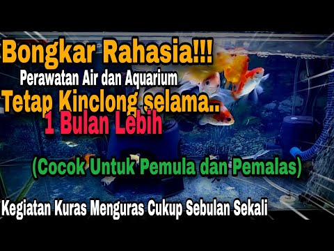 810 Cara Menguras Aquarium Ikan Mas Koki HD Terbaru