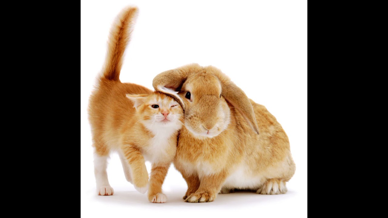 ❤🐱🐰cute friendship between a cat and a rabbit
