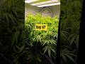 Whitethorn Rose x Margie's Magic 80x80x180 Day 67 #shorts