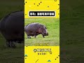 河马:活着真不容易 #娱乐评论大赏 #河马 #搞笑#shorts