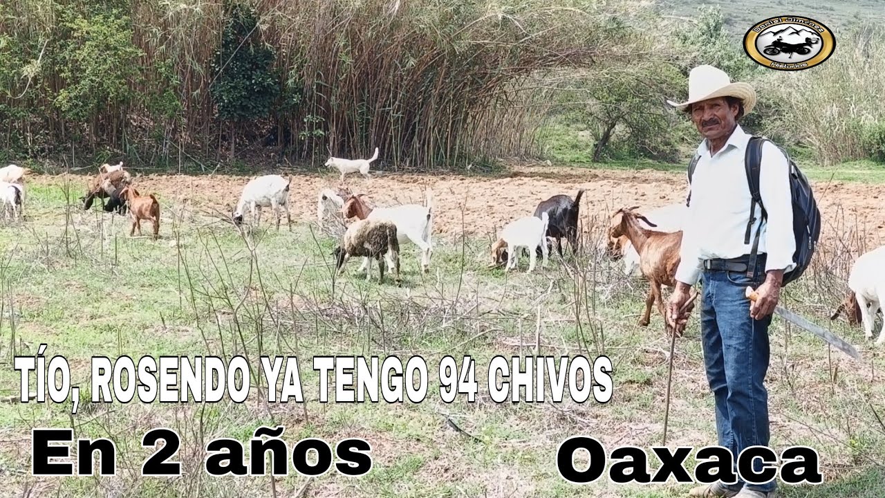 RAZA BOER Y NUVIA, es la mejor RAZA, para la carne...