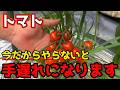 【トマト】今が大事！このタイミングでやっておかないと収穫量が激減します。【家庭菜園】