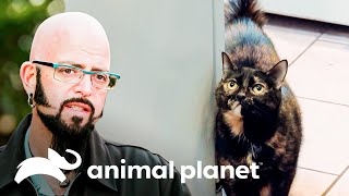 ¿Podrá Jackson modificar las acciones violentas de Reese? | Mi gato endemoniado | Animal Planet