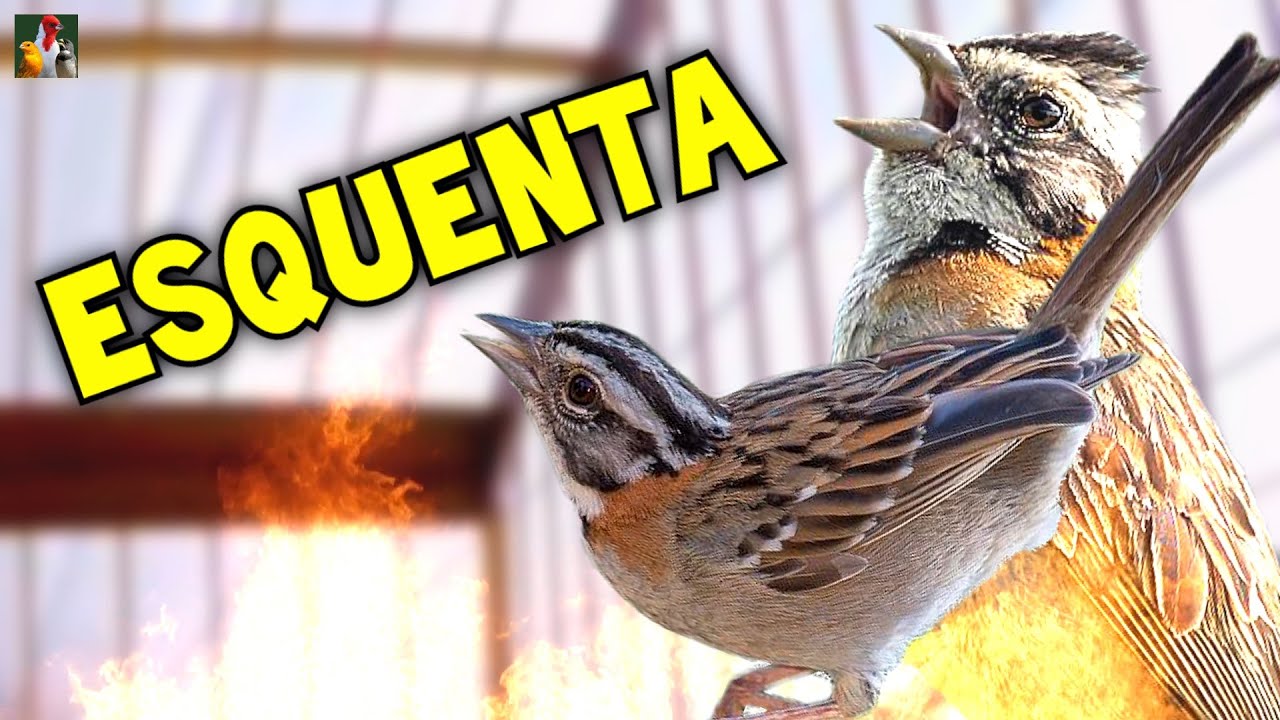 MELHOR ESQUENTA TICO TICO - Macho com Fêmea Piando e Cantando