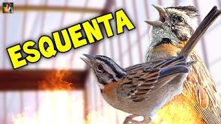 Download Lagu MELHOR ESQUENTA TICO TICO - Macho com Fêmea Piando e Cantando