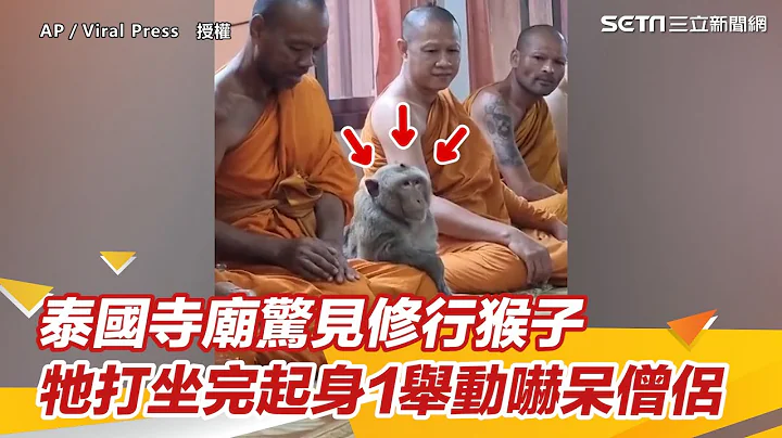 (ENG SUB)大师兄4ni？泰国寺庙惊见修行猴子　牠打坐完起身1举动吓呆僧侣｜三立新闻网 SETN.com - 天天要闻