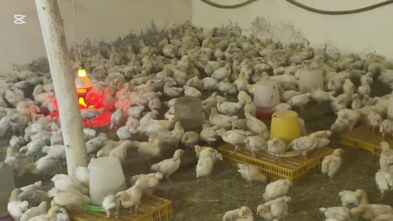 УЛИМДАН ЧИКГАН ХАММА ВАКСИНАСИ БУЛГАН АДЛЕР ЖУЖАЛАРИМИЗ СОТИЛАДИ. Манзил Самарканд