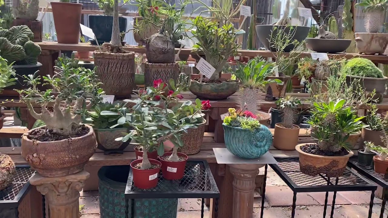 Brief look of front entry into California Cactus Center Enjoy the