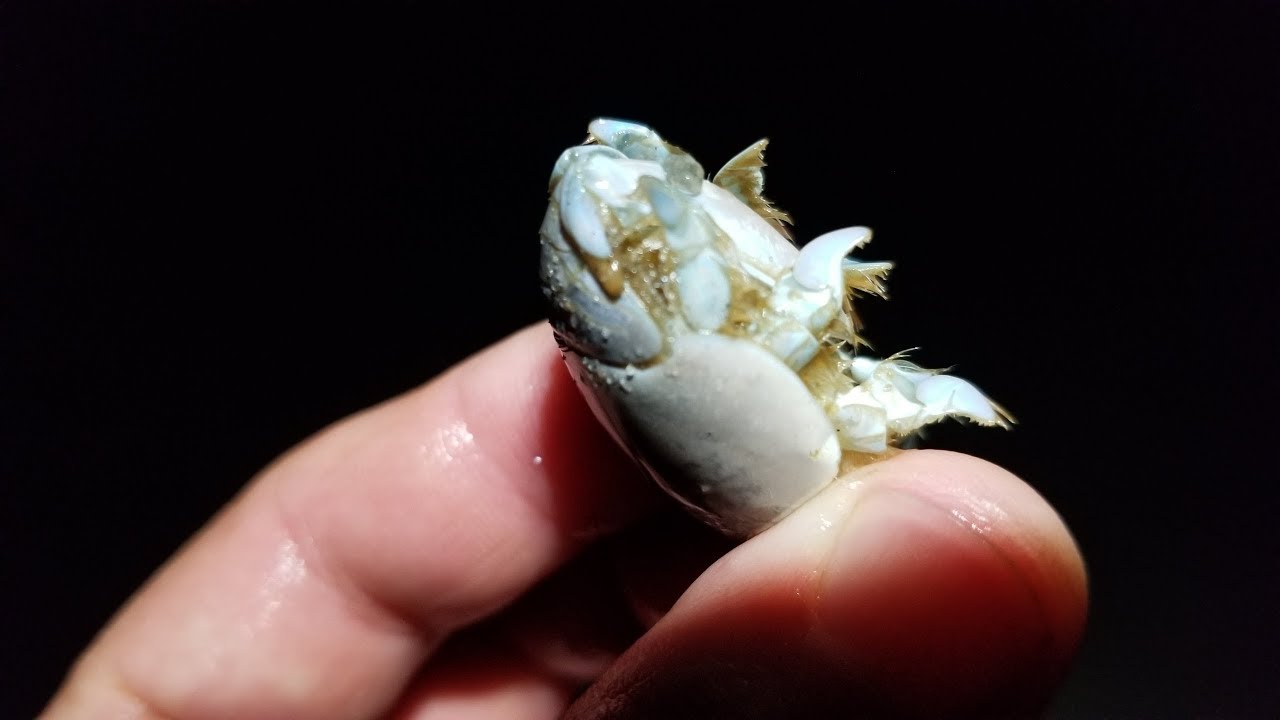 SAND FLEA SECRETS, How to Catch, Store, and Rig this