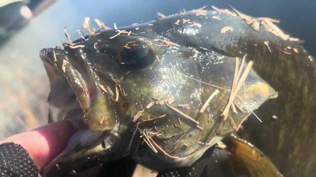 【多摩川スモール】今日はカープに始まり虎で終わった日　#多摩川おじさん 