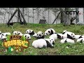 《正大综艺·动物来啦》 一眼分辨10只大熊猫，饲养员“谭大爷”有绝招 红毛猩猩爱拆家，愁坏饲养员 20190310 | CCTV