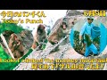 6.9見てみて!サル山登ったよ!Look! I climbed the monkey mountain! 今日のパンチくん Today's Punch 市川市動植物園