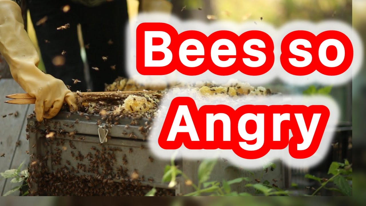 A Day in the Life of a Beekeeper Reveals TOP Hive Maintenance Secrets